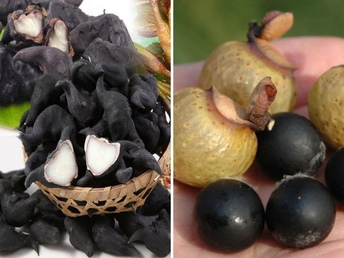 Hình ảnh củ ấu sần sùi và quả bồ hòn tròn trịa biểu tượng cho tình yêu và thù ghét