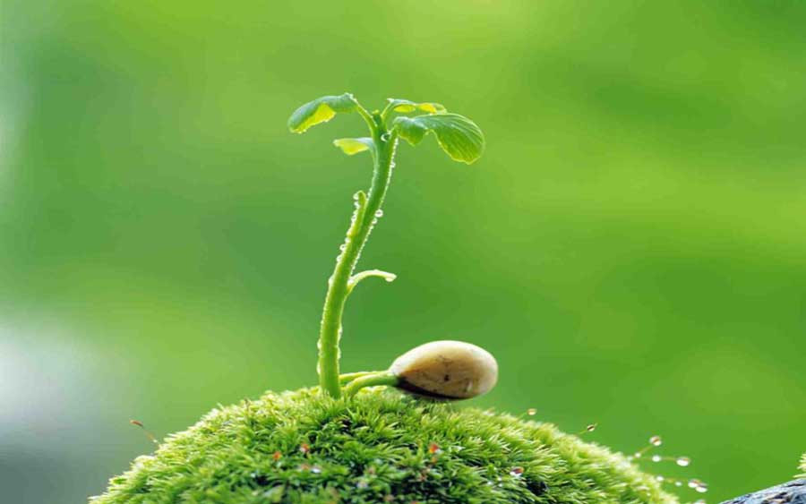 Màu xanh lá cây tươi mát, biểu tượng của sự sống và thiên nhiên