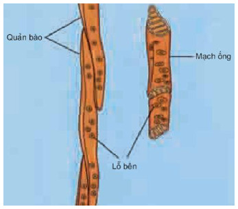 Tế bào mạch gỗ của cây gồm quản bào và mạch ống
