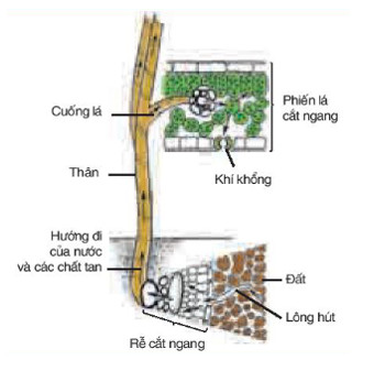 Nước và ion khoáng được vận chuyển từ rễ lên lá qua mạch gỗ