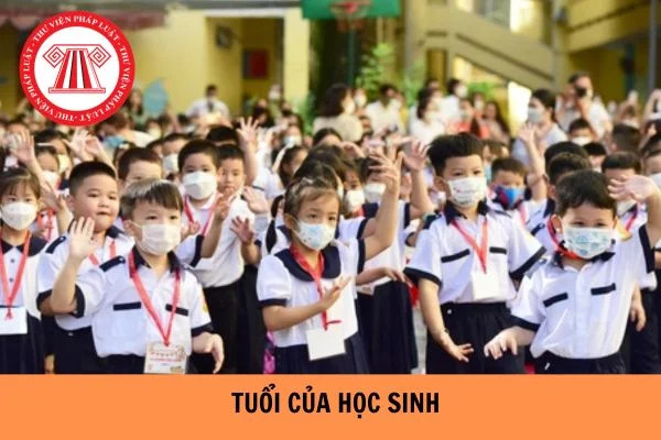 Độ Tuổi Học Sinh Các Cấp 2025: Hướng Dẫn Chi Tiết Từ Lớp 1 Đến Lớp 12