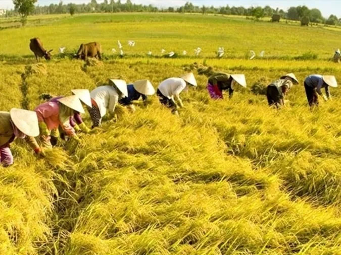 Người nông dân chăm chỉ làm việc trên ruộng đồng để có mùa màng bội thu