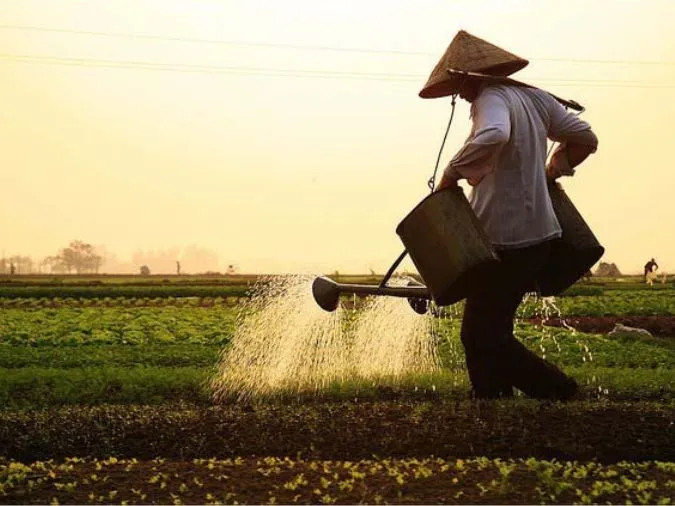 Những người đang cùng nhau gặt lúa trên đồng, biểu trưng cho sự hợp tác và cần cù