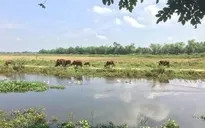 Ngôi nhà với hàng rào và cây xanh, gợi nhớ về quê hương thanh bình