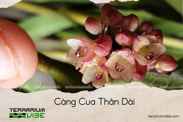 cây thủy sinh