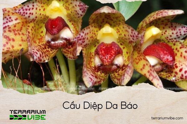 cây thủy sinh