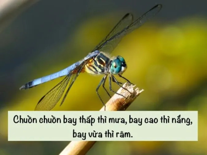Những đám mây với màu sắc vàng cam đặc trưng, gợi nhớ đến hình ảnh "ráng mỡ gà"